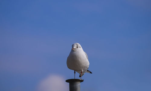 Close-up of seagull perching on metal against blue sky