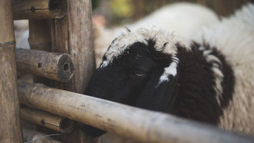 Close-up of a sheep