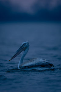 Pelican swimming in sea