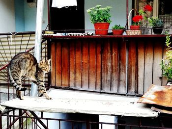 Cat relaxing on table