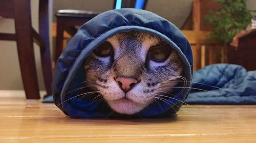 Portrait of cat sitting on table