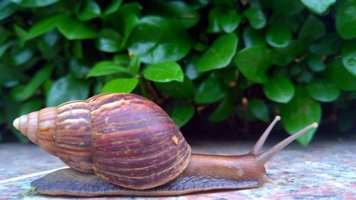 Close-up of snail on leaf