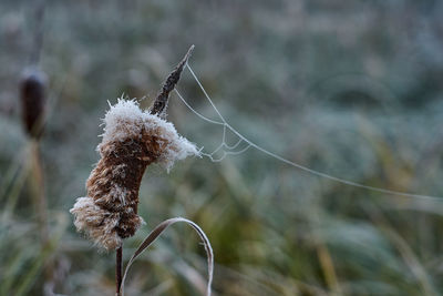 Close-up of frost on plant