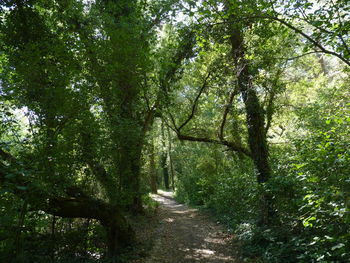 Trees in forest