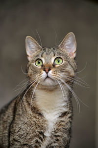 Close-up portrait of a cat