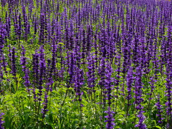 Purple flowers growing in field