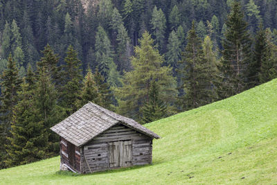 Built structure in forest