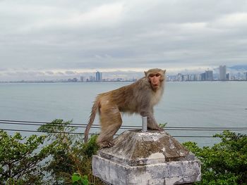 Monkey sitting in a city