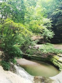 Scenic view of waterfall in forest