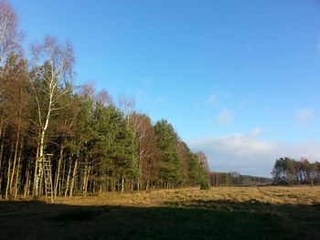 Trees on landscape against blue sky