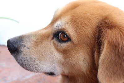 Close-up of dog