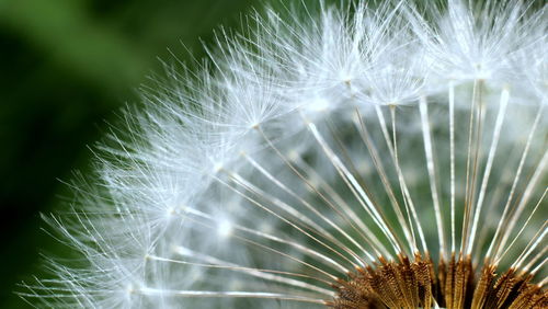 Extreme close-up of dandelion