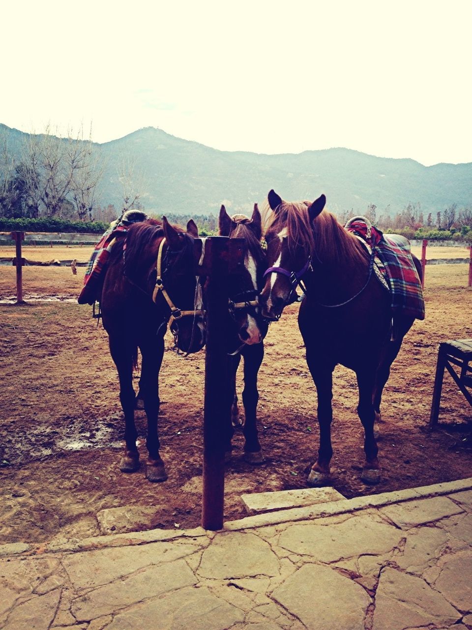 domestic animals, horse, animal themes, livestock, mammal, working animal, standing, full length, field, herbivorous, two animals, landscape, fence, cow, mountain, one animal, clear sky, nature, walking, ranch