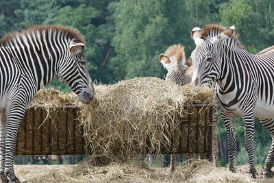 View of zebras and zebra on land