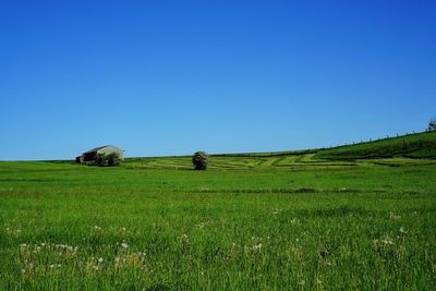 Scenic view of agricultural field against clear blue sky