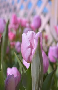 Close-up of pink flowers blooming outdoors