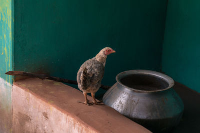 View of chicken perching against colorful wall