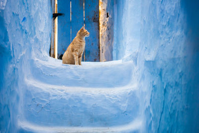 View of an animal on snow covered landscape