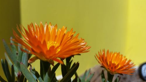 Close-up of yellow flowers