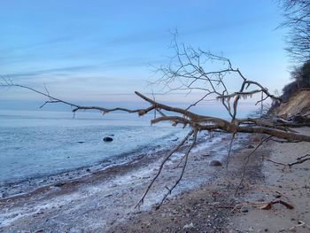 Bare tree on beach against sky