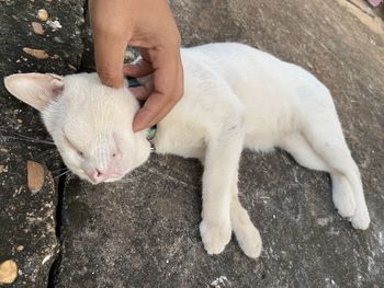 High angle view of hand holding cat