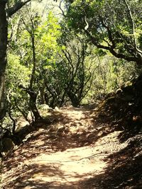 Trees in forest