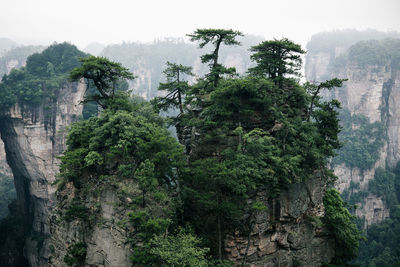 Rock formations at zhangjiajie national forest park
