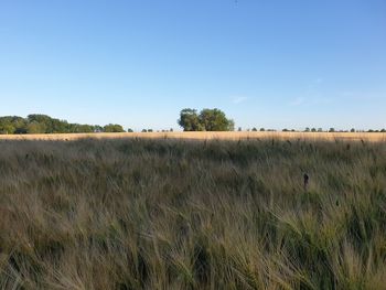 Scenic view of field against clear blue sky