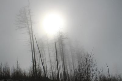 Bare trees on landscape against sky