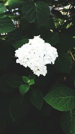 Close-up of hydrangea blooming outdoors