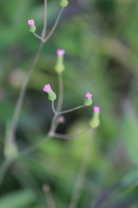 Close-up of wildflowers