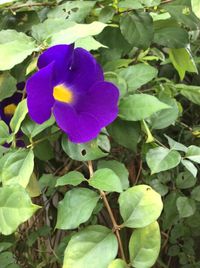 Close-up of flower blooming outdoors