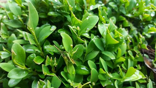 Close-up of wet plants growing outdoors