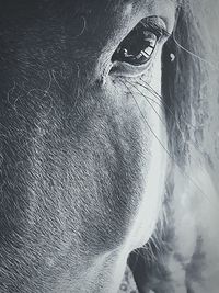 Close-up portrait of horse