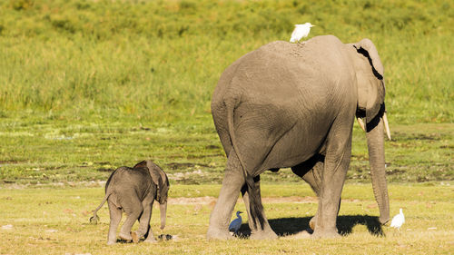 Elephants on field