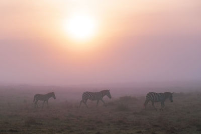 Zebra walking the grasslands of the maasai mara national reserve, kenya