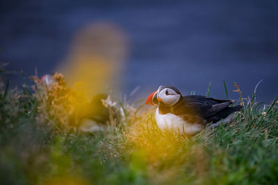 Close-up of bird on field