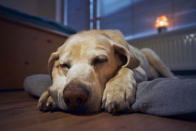 Close-up of a dog resting on floor at home