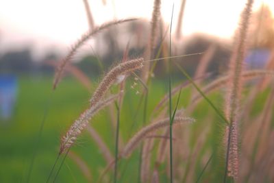 Close-up of wheat plant