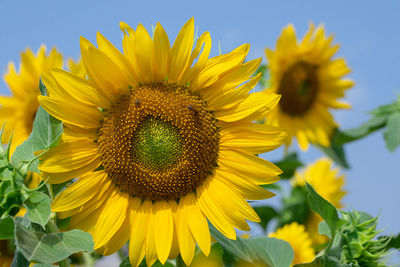 Close-up of sunflower