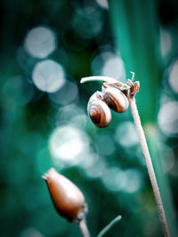 Close-up of snail on plant