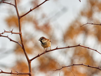House sparrow, passer domesticus, in a bush near the city of alboraya, spain