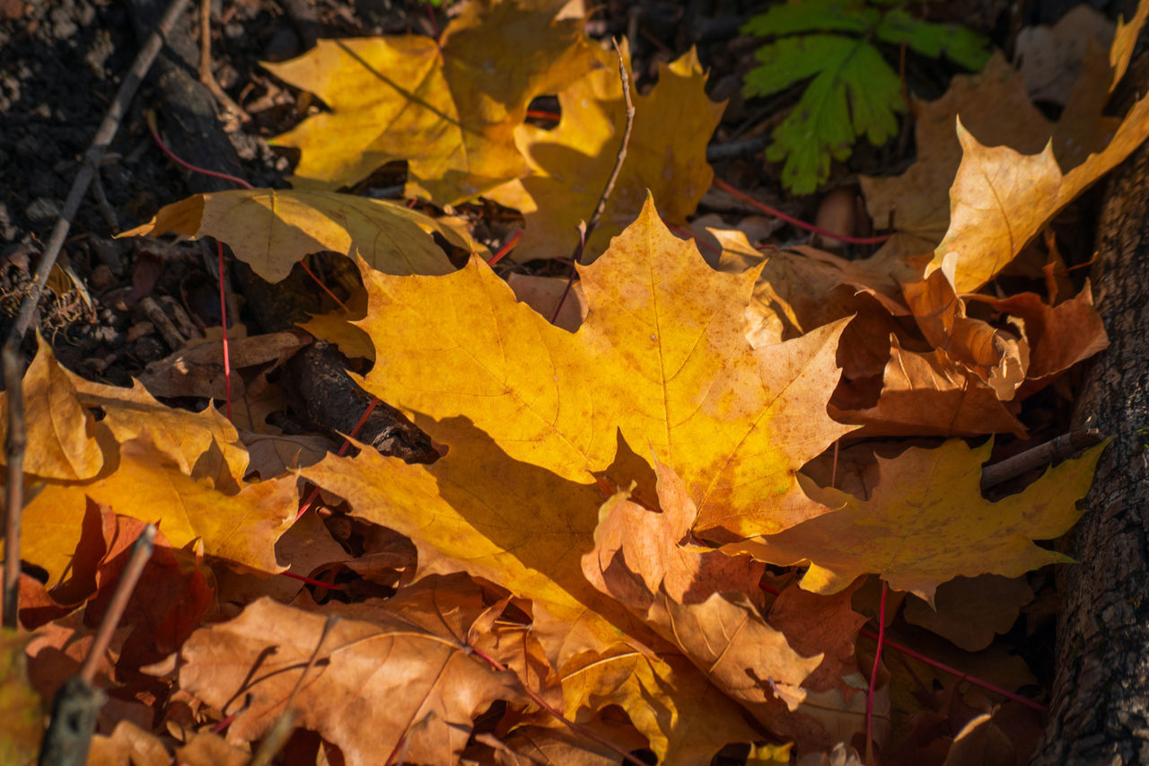 HIGH ANGLE VIEW OF YELLOW MAPLE LEAVES ON TREE