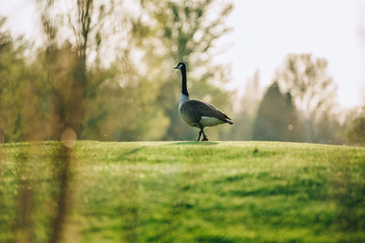 Bird perching on a field