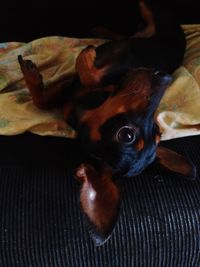 Portrait of dog relaxing at home