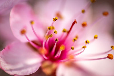 Macro shot of pink flowering plant