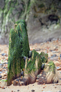 Close-up of succulent plant on rock