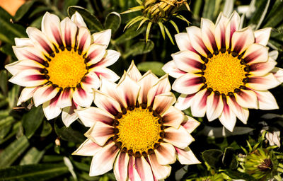 Close-up of white daisy flowers