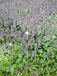 Close-up of pink flowers growing in field