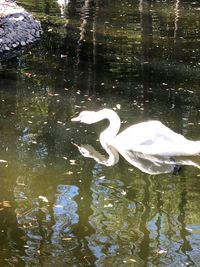 Swan swimming in lake